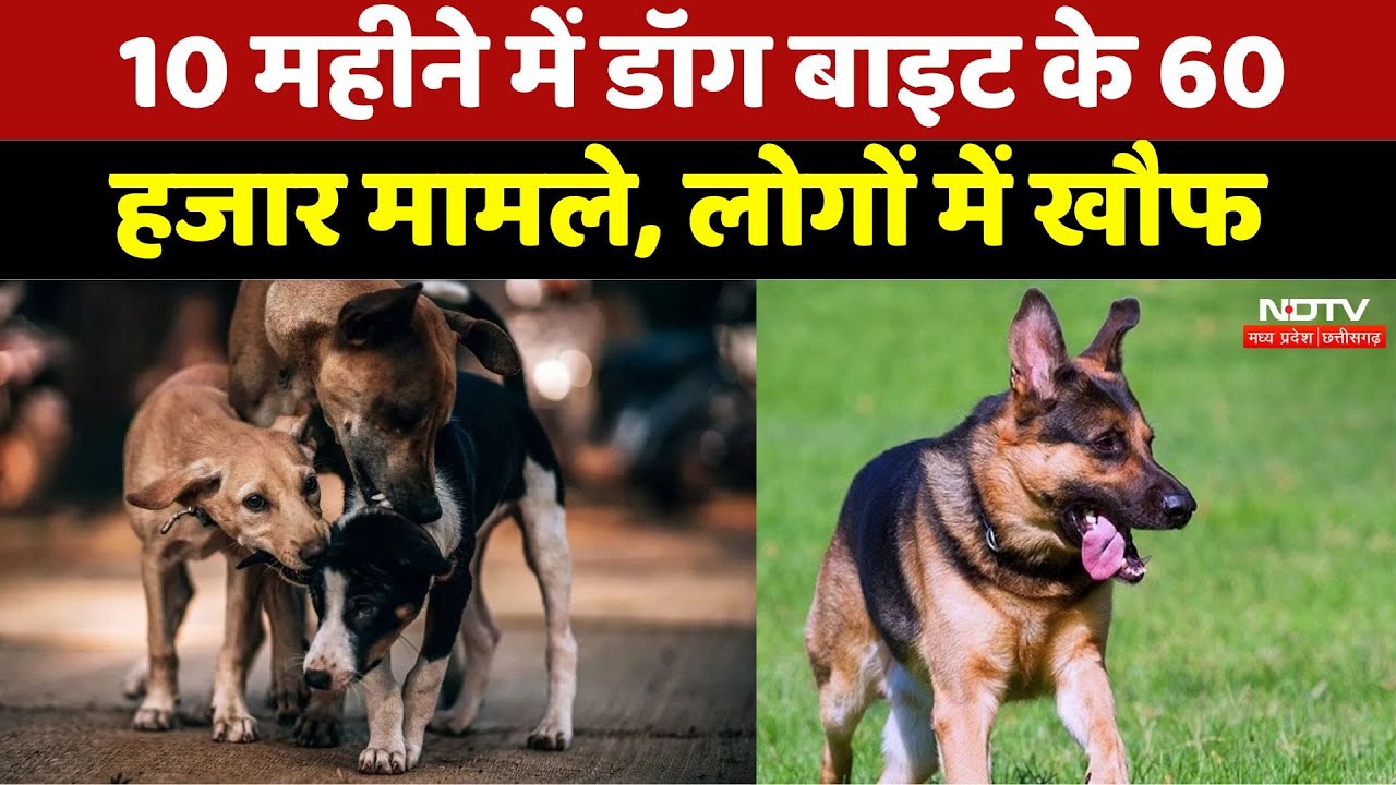 10 महीने में डॉग बाइट के 60 हजार मामले, लोगों में खौफ
