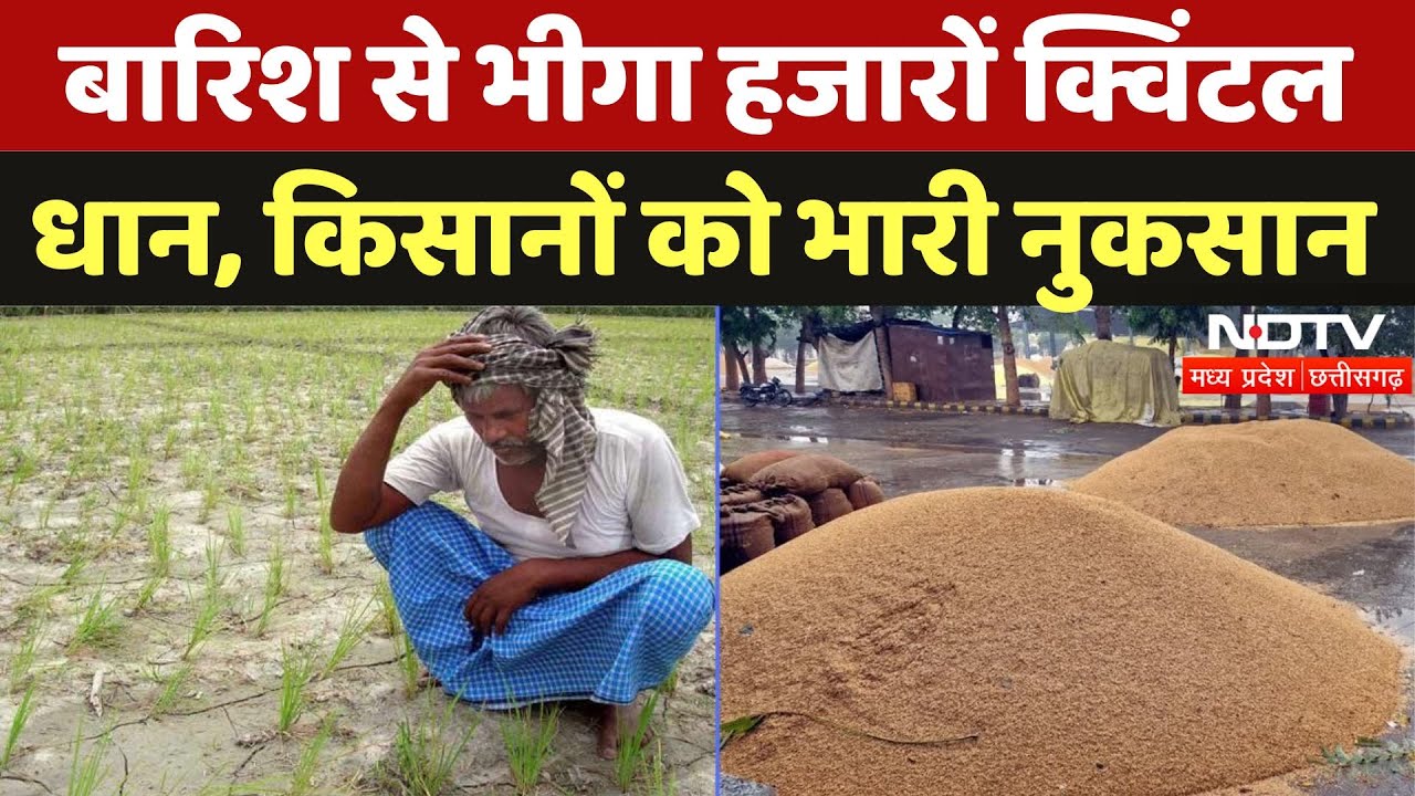 Rice Crop Damage due to Rain: बारिश से भीगा हजारों क्विंटल धान, Farmers को भारी नुकसान| MP | Weather Rice Crop Damage due to Rain: बारिश से भीगा हजारों क्विंटल धान, Farmers को भारी नुकसान| MP | Weather
