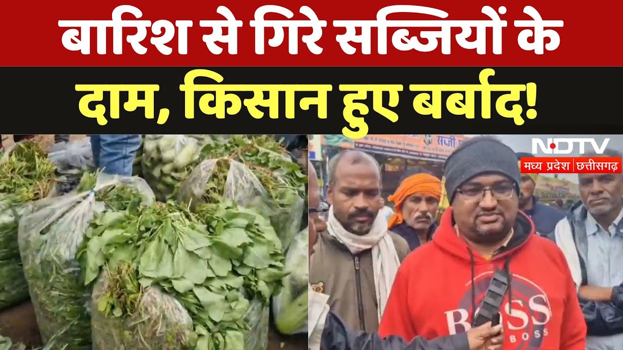 Vegetable Price in Betul: बारिश से गिरे सब्जियों के दाम, किसान हुए बर्बाद! Vegetable Price in Betul: बारिश से गिरे सब्जियों के दाम, किसान हुए बर्बाद!