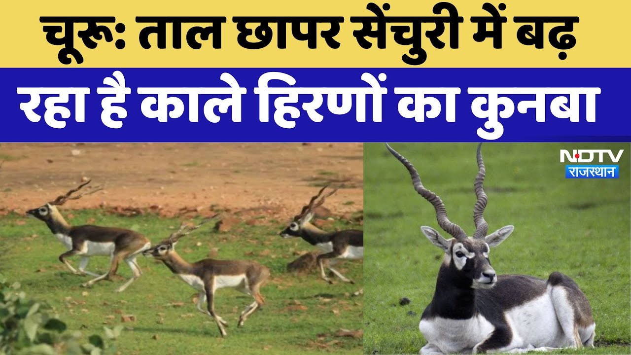 चूरू: ताल छापर सेंचुरी में बढ़ रहा है काले हिरणों का कुनबा