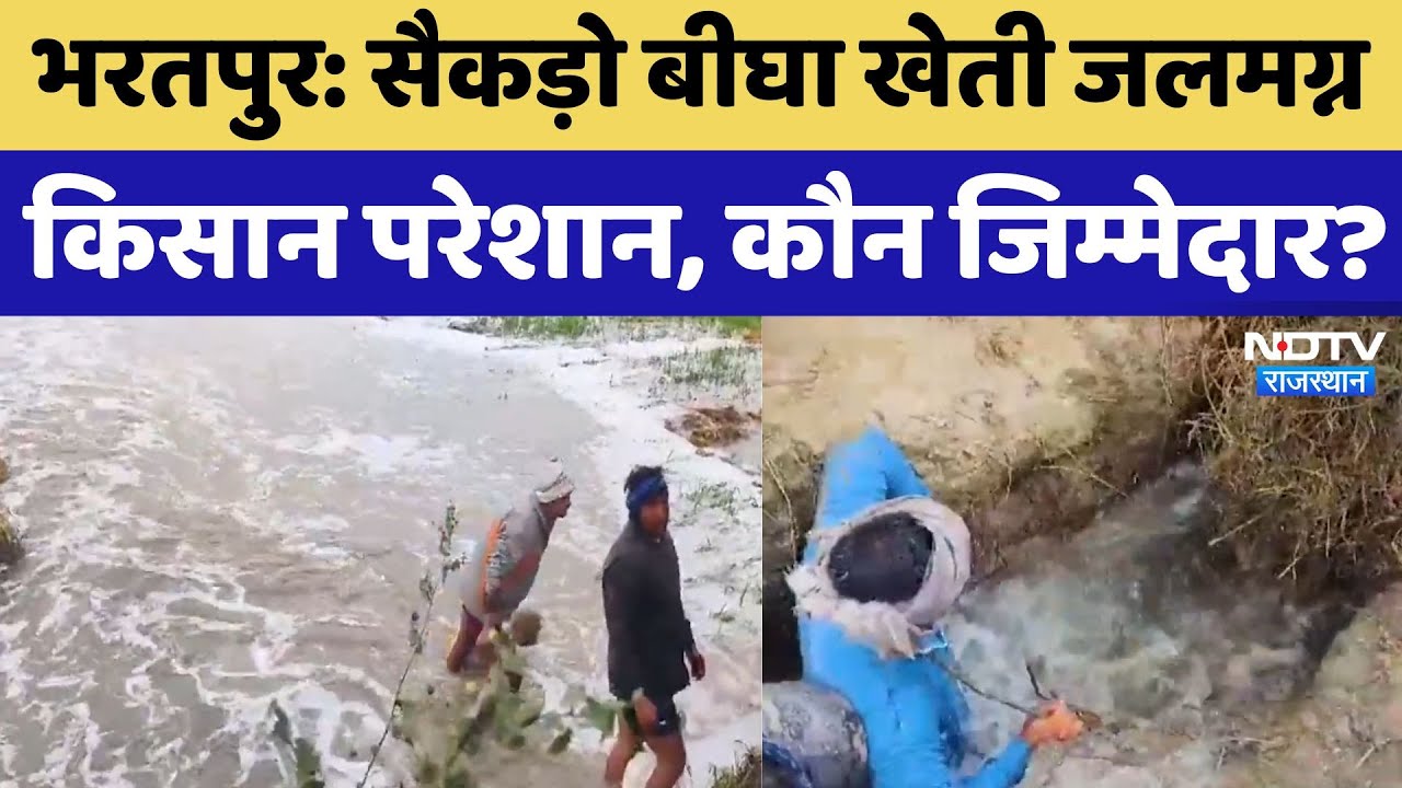 Bharatpur में सैकड़ो बीघा खेती जलमग्न, किसान परेशान, कौन जिम्मेदार?