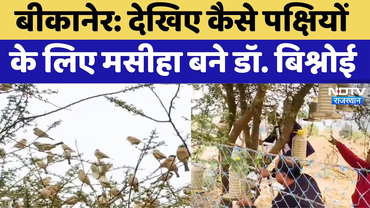 देखिए कैसे पक्षियों के लिए मसीहा बने डॉ. बिश्नोई