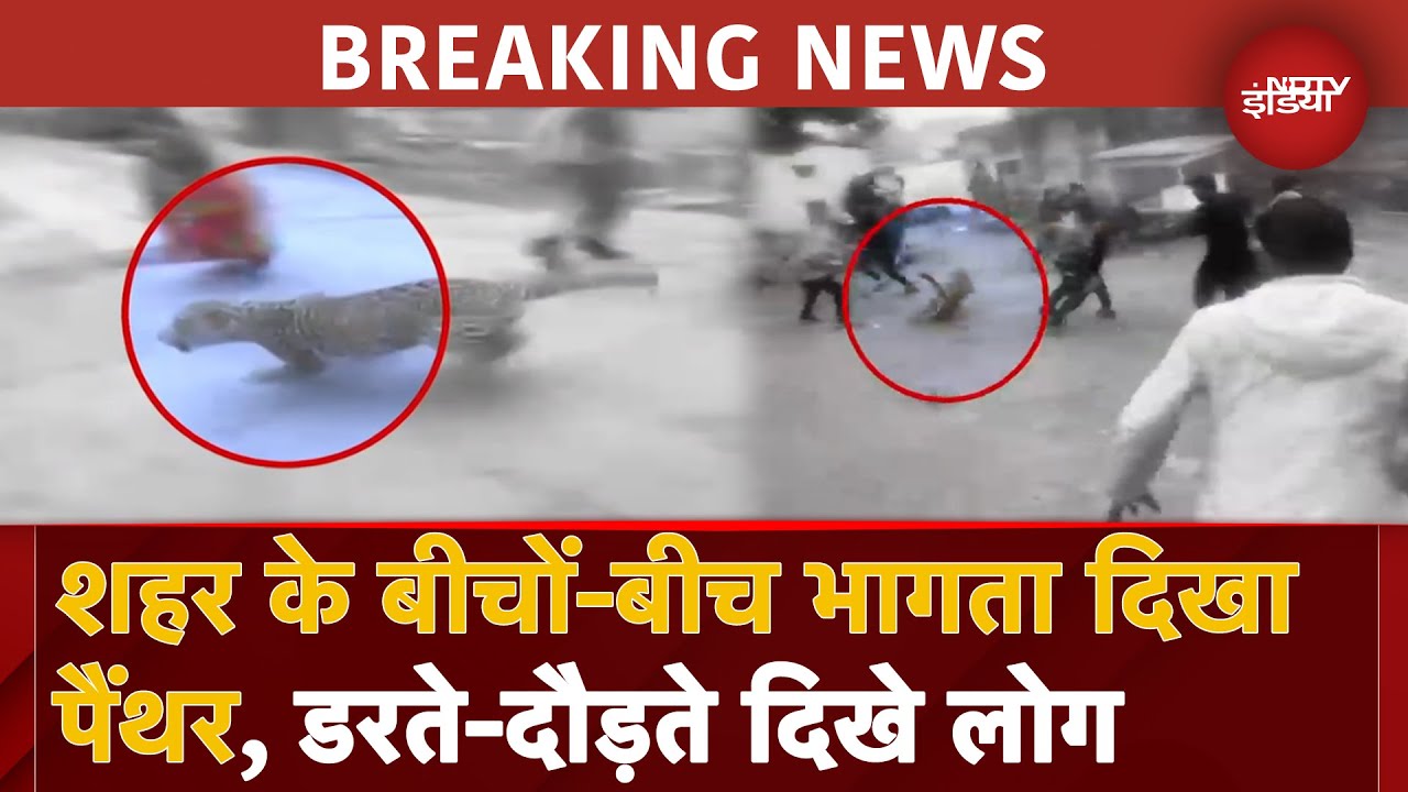 Rajasthan Panther Video: Alwar में भागते हुए पैंथर का Video हुआ Viral, दहशत में लोग | BREAKING NEWS