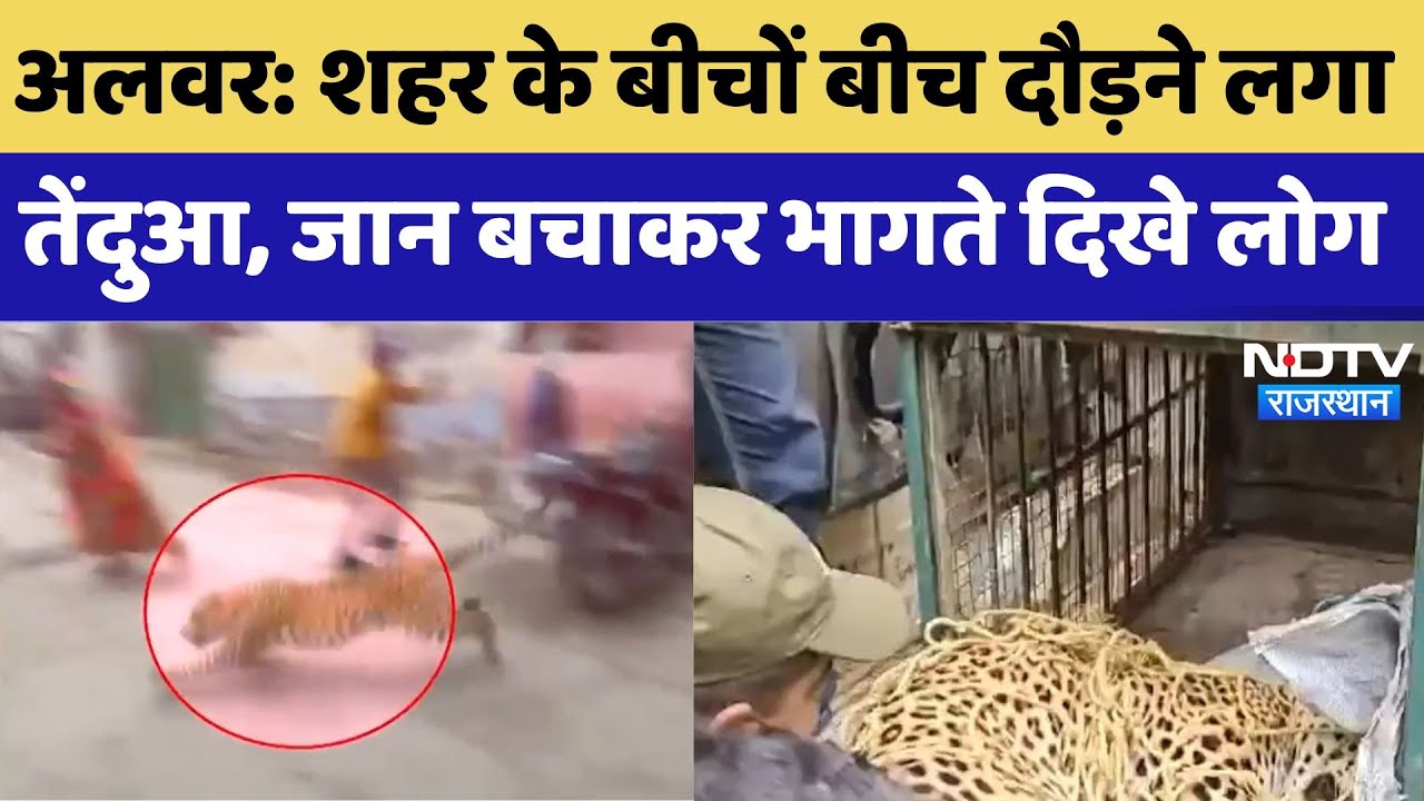 Panther in Alwar:  शहर के बीचों बीच दौड़ने लगा Panther, जान बचाकर भागते दिखे लोग | Latest News