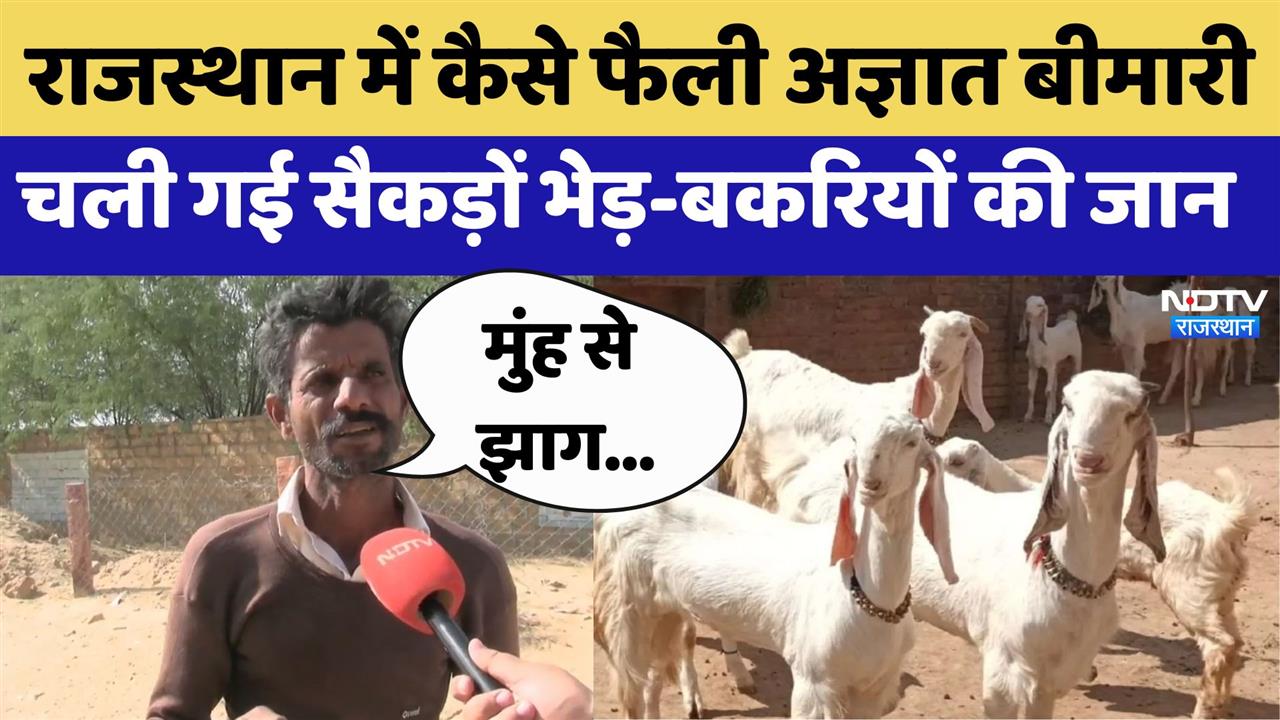 Rajasthan में अज्ञात बीमारी की वजह चली गई सैकड़ों भेड़-बकरियों की जान