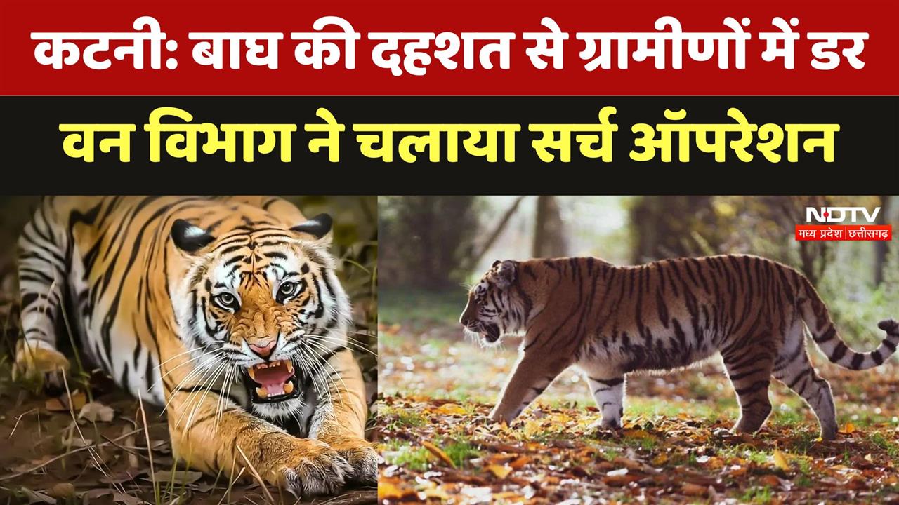 Katni: Tiger की दहशत से ग्रामीणों में डर का माहौल वन विभाग ने चलाया Search Operation