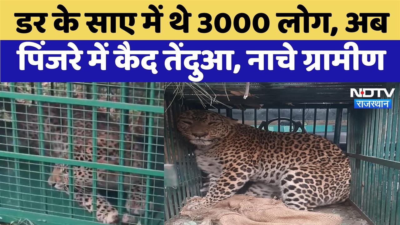 Udaipur में डर के साए में थे 3000 लोग, अब पिंजरे में कैद Panther, खुशी से नाचे ग्रामीण