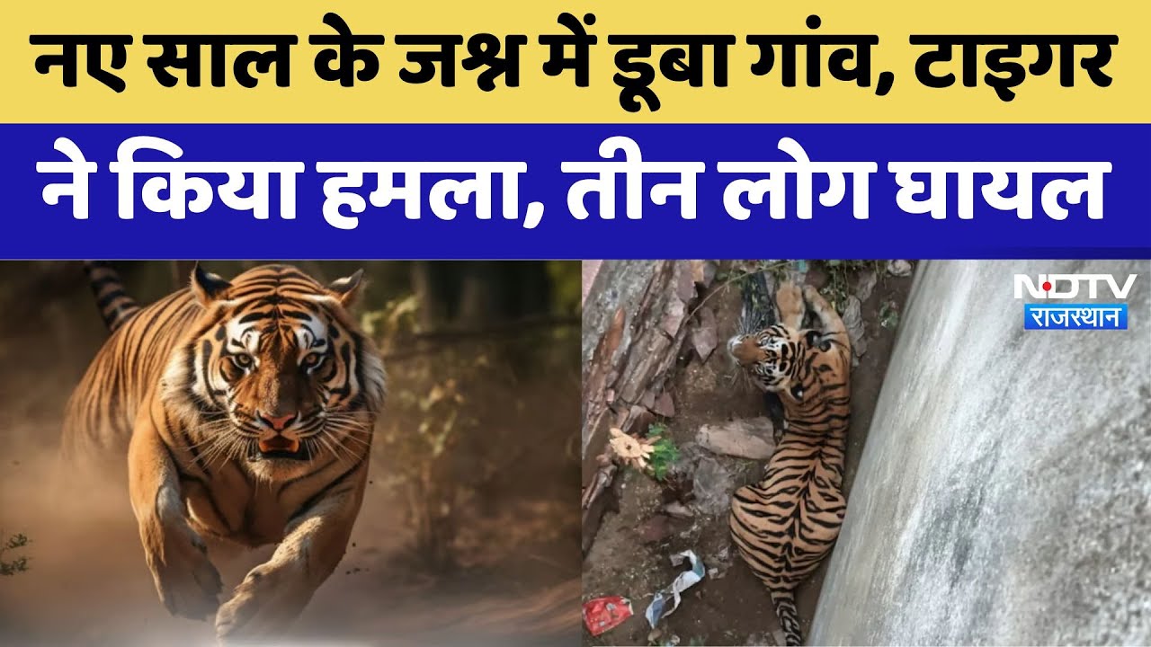 Tiger attack: नए साल के जश्न में डूबा था गांव, टाइगर के आने से मची अफरातफरी; 3 लोगों घायल Tiger attack: नए साल के जश्न में डूबा था गांव, टाइगर के आने से मची अफरातफरी; 3 लोगों घायल