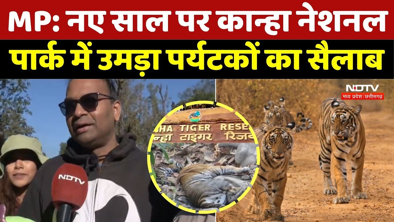 Kanha National Park: New Year पर कान्हा नेशनल पार्क में उमड़ा पर्यटकों का सैलाब | MP Tourism | News