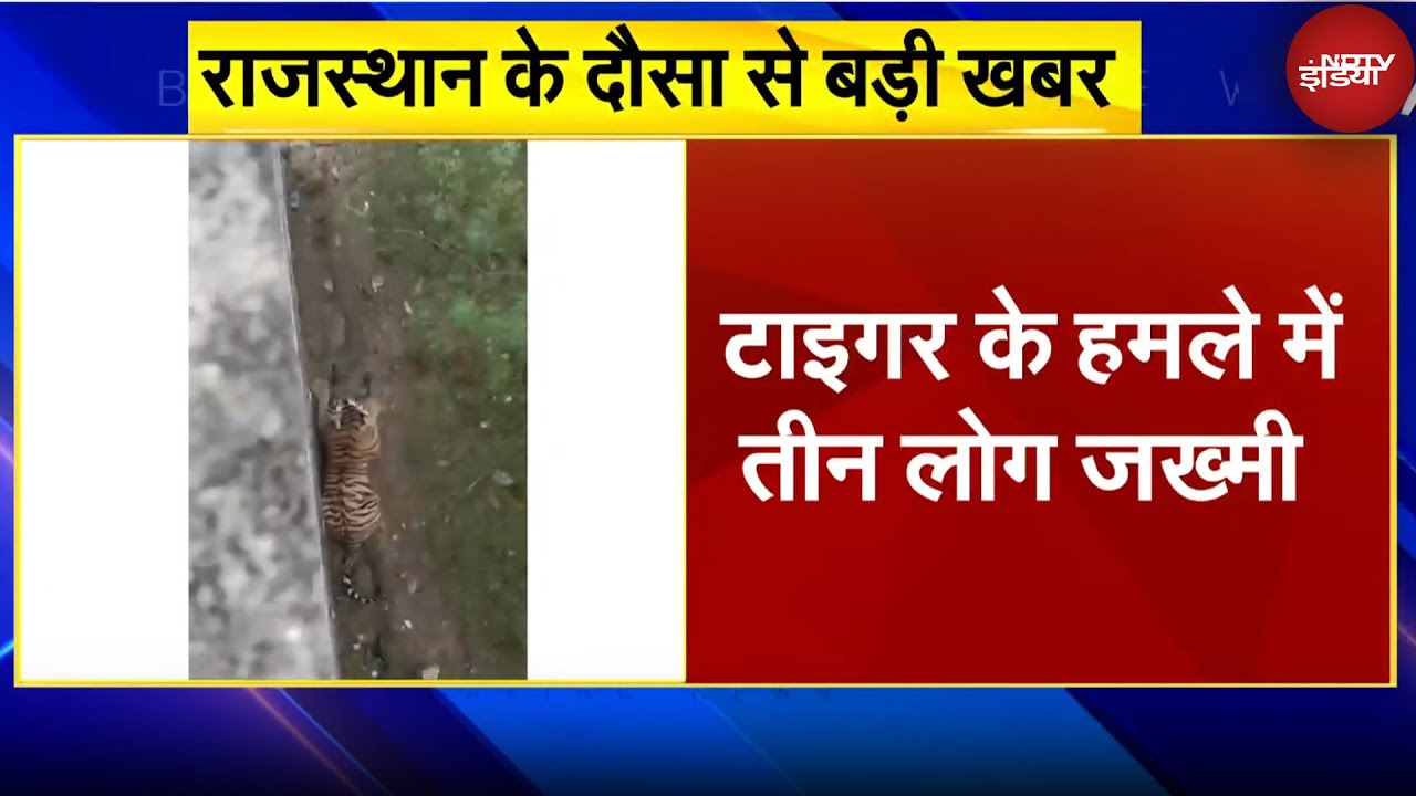 Rajasthan के Dausa में टाइगर का दहशत, एक साथ 3 लोगों पर किया हमला | Rajasthan News