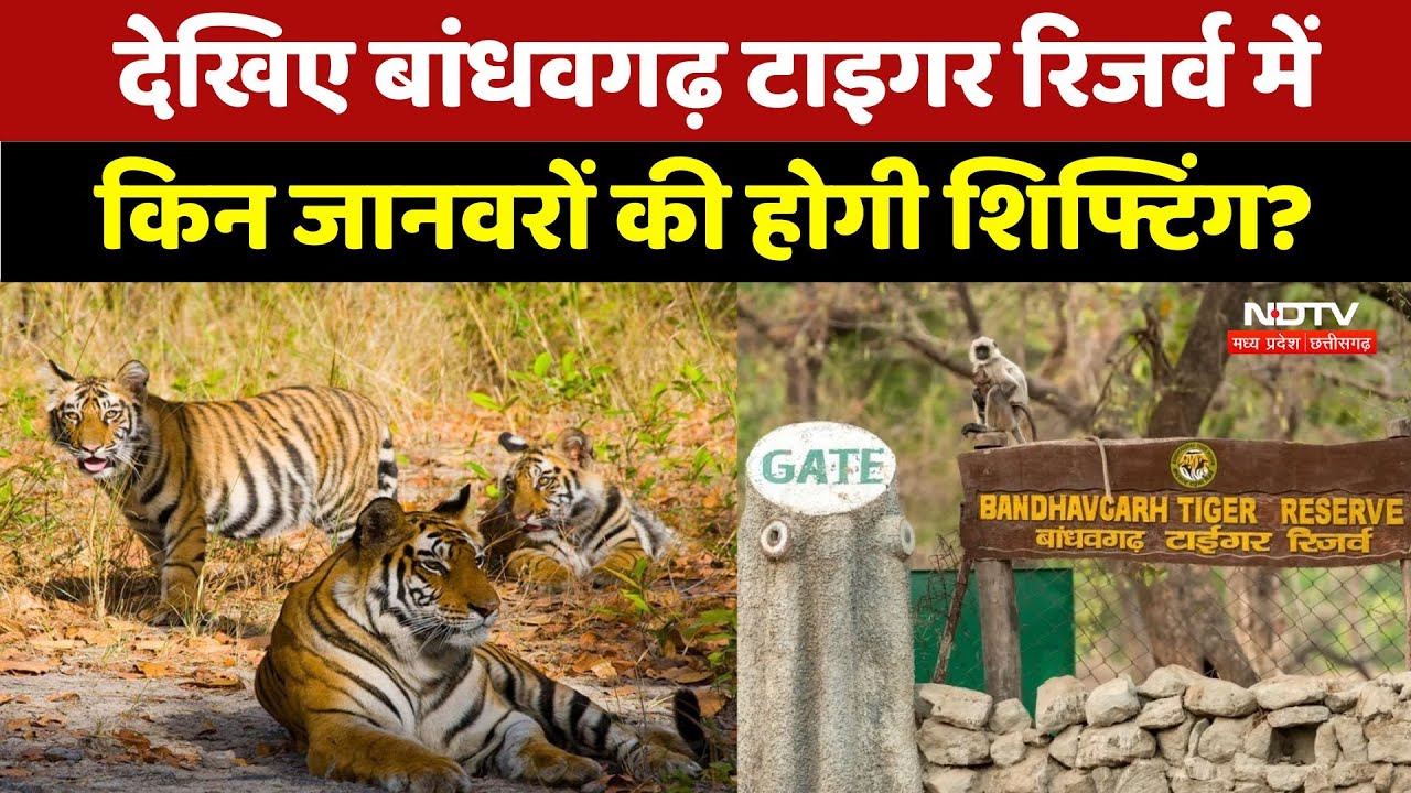 Bandhavgarh Tiger Reserve में किन जानवरों की होगी शिफ्टिंग?