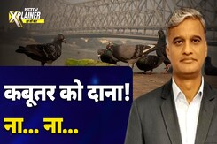 शांति का प्रतीक कबूतर कैसी बीमारियां फैला सकता है? | NDTV Xplainer | Pigeon शांति का प्रतीक कबूतर कैसी बीमारियां फैला सकता है? | NDTV Xplainer | Pigeon