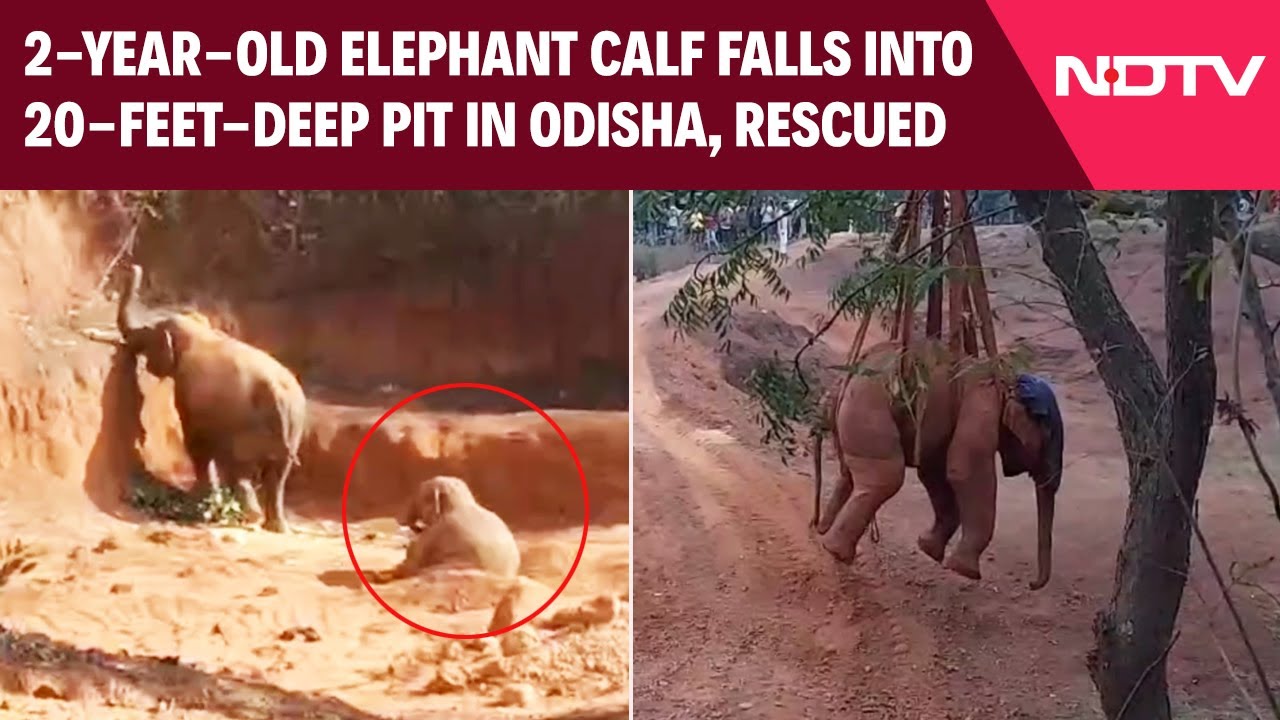 Two Year Old Elephant Calf Rescued From 20-foot-Deep Pit From Odisha's Jungle