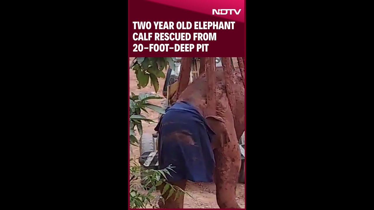 Elephant | Two Year Old Elephant Calf Rescued From 20-foot-Deep Pit From Odisha's Jungle
