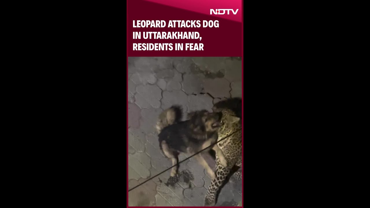 Uttarakhand News | Leopard Attacks Dog In Uttarakhand, Residents In Fear