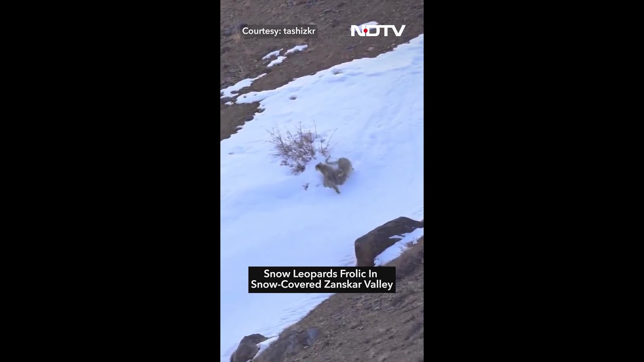 Video Of Snow Leopards Frolicking In Snow-Covered Zanskar Valley Delights Internet Video Of Snow Leopards Frolicking In Snow-Covered Zanskar Valley Delights Internet