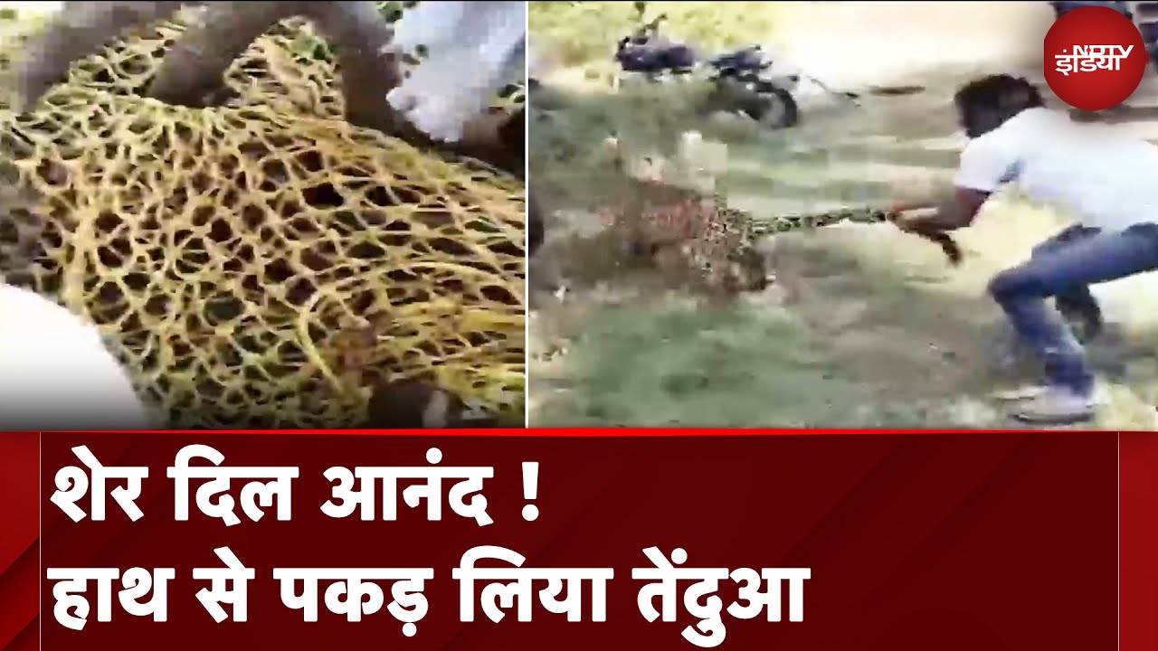 Karnataka: Tumakuru में युवक ने हाथ से पकड़ा तेंदुआ, कई दिनों से फैला था आतंक Karnataka: Tumakuru में युवक ने हाथ से पकड़ा तेंदुआ, कई दिनों से फैला था आतंक