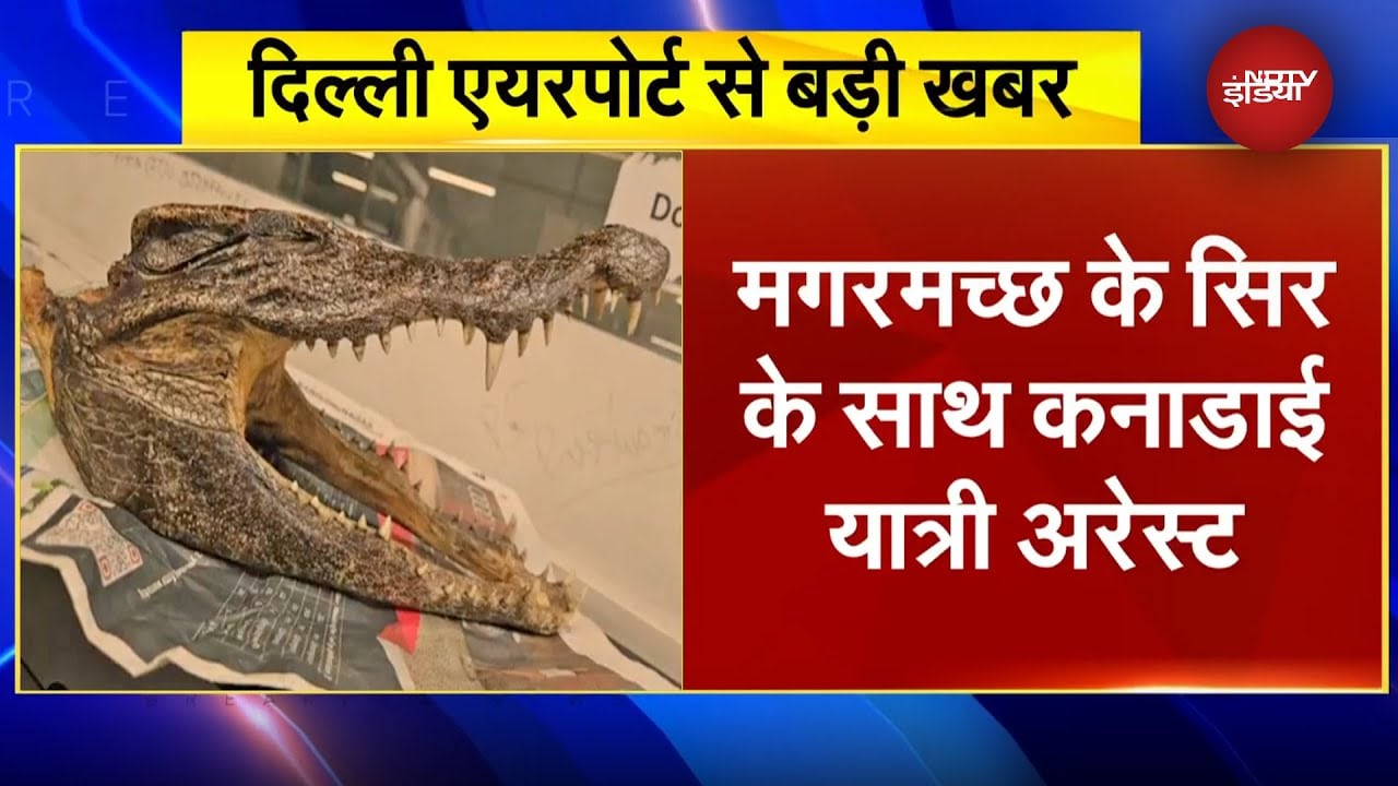 Delhi Airport पर Customs Department का Action, Crocodile के सिर के साथ कनाडाई यात्री गिरफ्तार