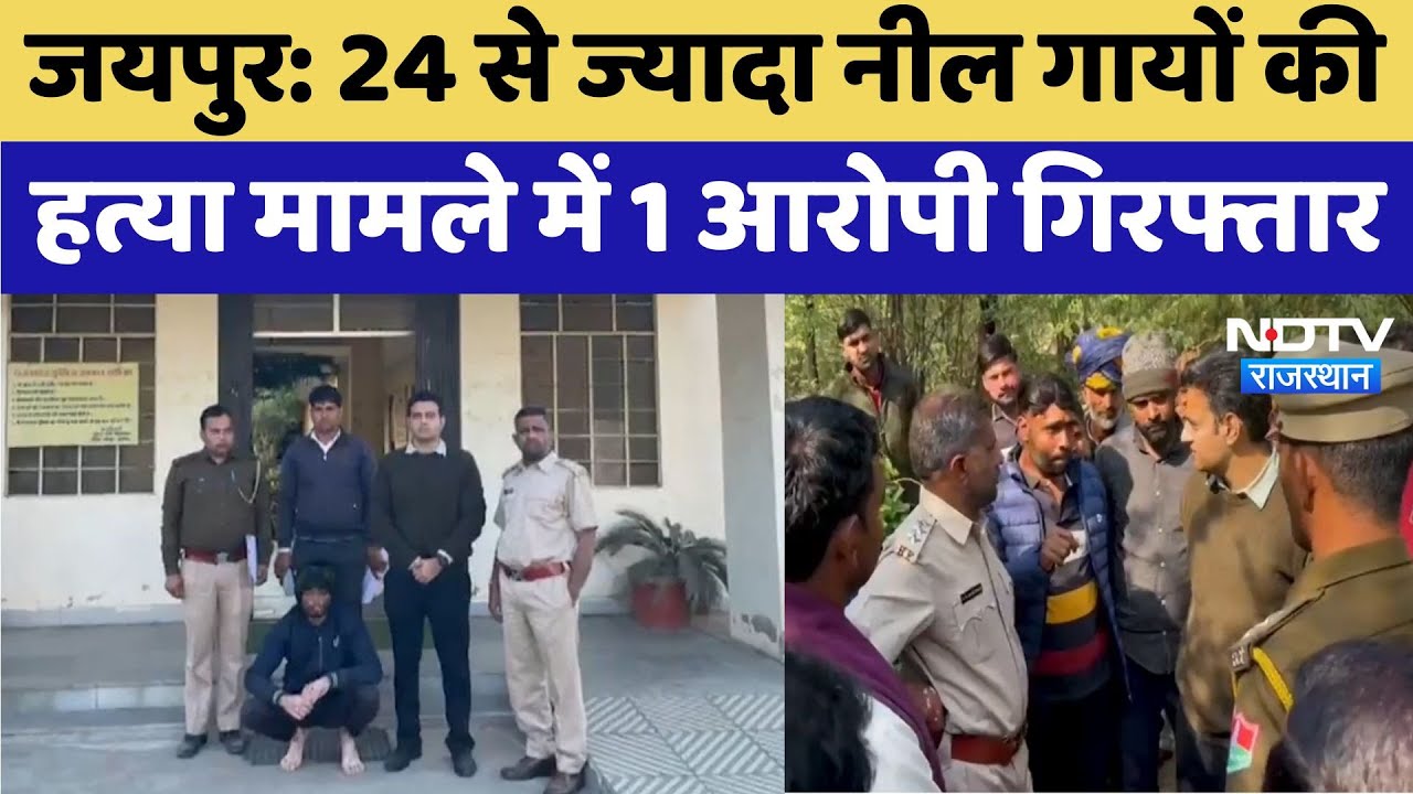 Jaipur News : 24 से ज्यादा नील गायों की हत्या मामले में ,1 आरोपी गिरफ्तार