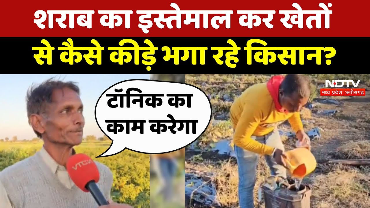 Ratlam: Alcohol का इस्तेमाल कर खेतों से कैसे कीड़े भगा रहे Farmers? Ratlam: Alcohol का इस्तेमाल कर खेतों से कैसे कीड़े भगा रहे Farmers?