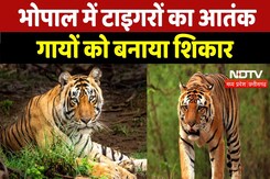 Bhopal में Tigers का आतंक, Cows को बनाया शिकार Bhopal में Tigers का आतंक, Cows को बनाया शिकार