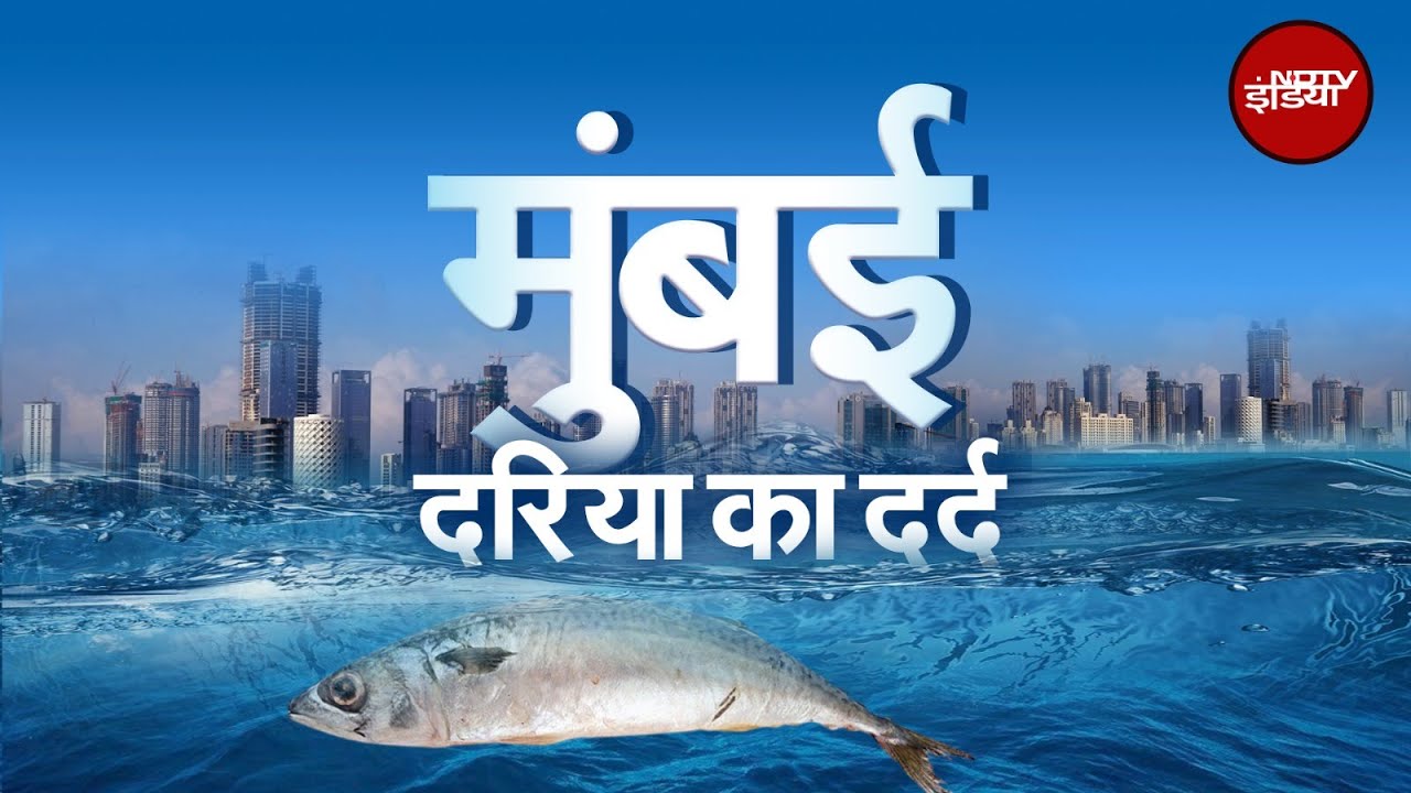 Mumbai News: क्यों दूर भाग रही हैं मछलियां? | NDTV India