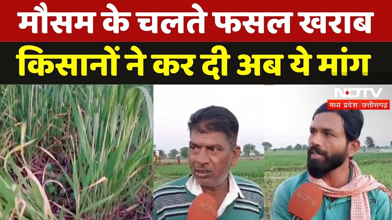 Crop Damage Due to Weather: मौसम के चलते Wheat, Chickpea, Peas की फसल खराब, किसानों ने कर दी ये मांग Crop Damage Due to Weather: मौसम के चलते Wheat, Chickpea, Peas की फसल खराब, किसानों ने कर दी ये मांग