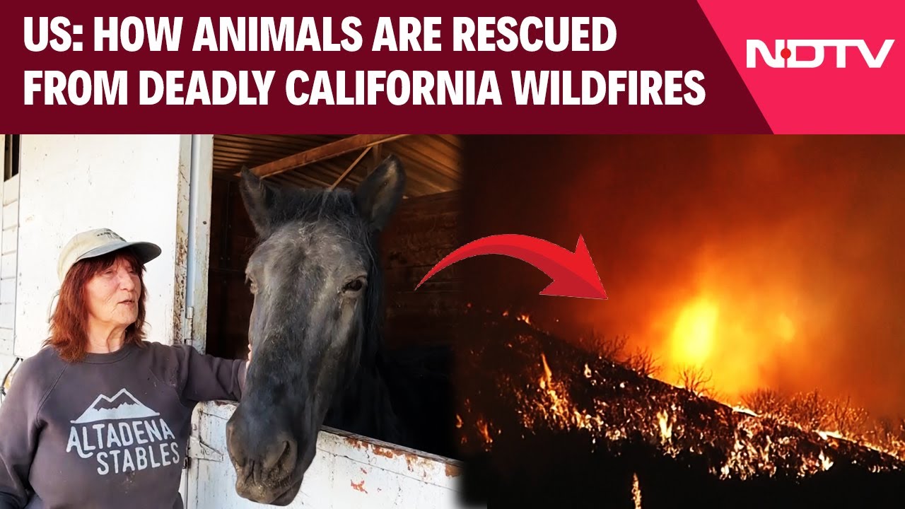 California Wildfires: Rescue Centers Become Safe Havens for Animals