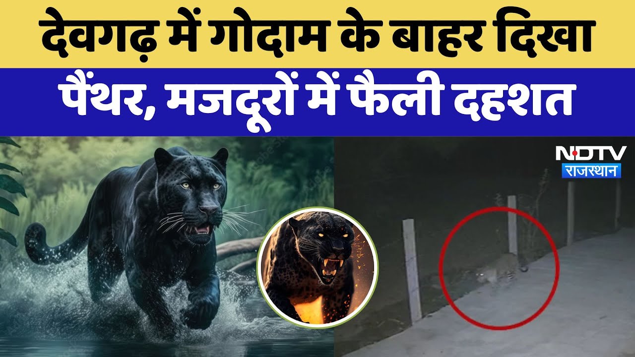 Devgarh में गोदाम के बाहर दिखा Panther, मजदूरों में फैली दहशत