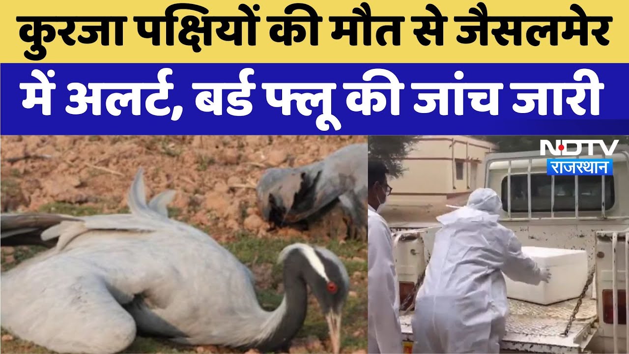 Jaisalmer News: कुरजा पक्षियों की मौत से जैसलमेर में अलर्ट, बर्ड फ्लू की जांच जारी