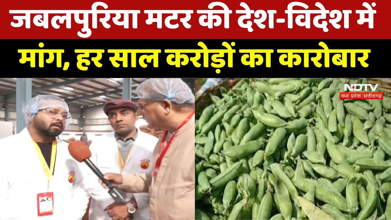 Jabalpuri Matar: जबलपुरिया मटर की देश-विदेश में डिमांड, हर साल 2000 करोड़ का कारोबार। Farmers