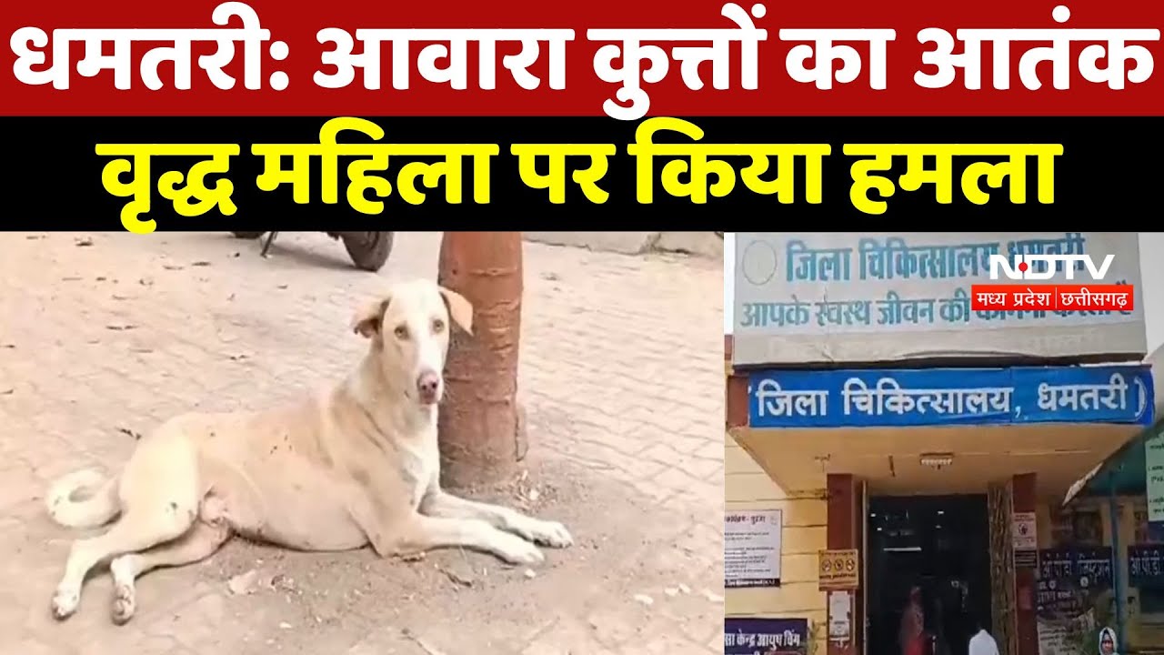 Dog Bite Case : धमतरी में आवारा कुत्तों का आतंक, वृद्ध महिला पर किया हमला
