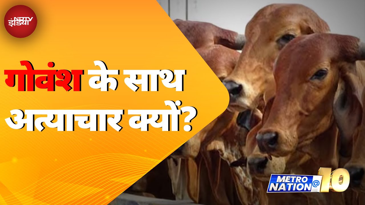 Video : Bengaluru Cow Horror Case: बेंगलुरु में शर्मनाक हरकत, तीन गायों के काटे थन, आरोप गिरफ्तार