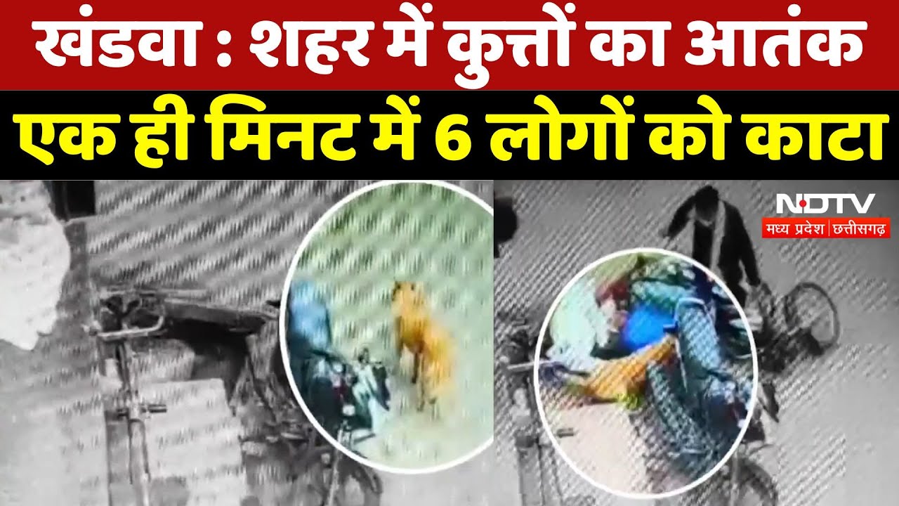 Khandwa Dog Bite News : शहर में कुत्तों का आतंक, एक ही मिनट में 6 लोगों को काटा