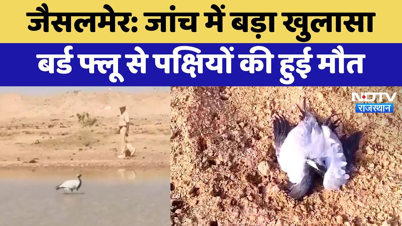 Bird flu Jaisalmer: जांच में बड़ा खुलासा, बर्ड फ्लू से पक्षियों की हुई मौत