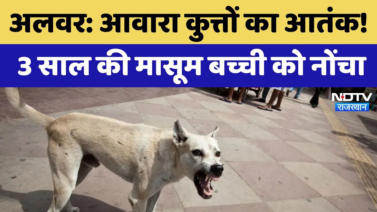 Alwar News: आवारा कुत्तों का आतंक, 3 साल की मासूम बच्ची को नोंचा | Latest | Rajasthan