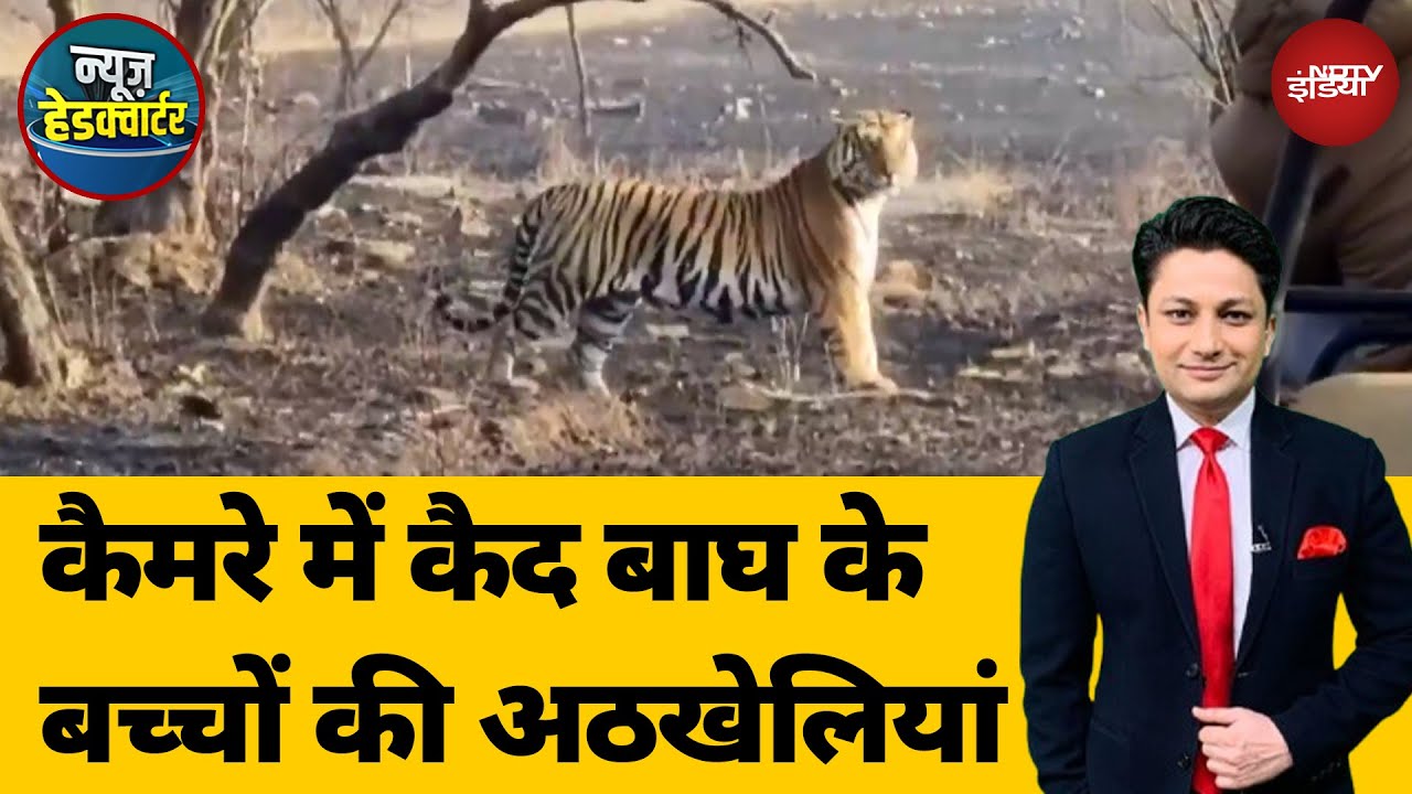 Panna Tiger Reserve में सैलानियों की लगी 'लॉटरी', कैमरे में कैद बाघ के बच्चों की अठखेलियां