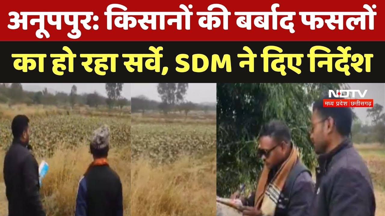 Anuppur में Farmers की बर्बाद फसलों का हो रहा सर्वे, SDM ने दिए निर्देश | NDTV की खबर का असर