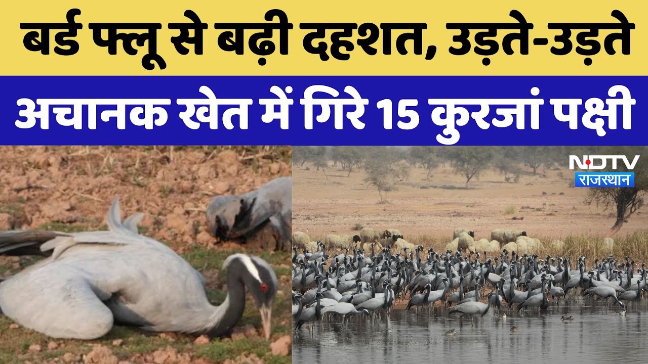 Bird flu Jaisalmer: बर्ड फ्लू से बढ़ी दहशत, उड़ते-उड़ते, अचानक खेत में गिरे 15 कुरजां पक्षी