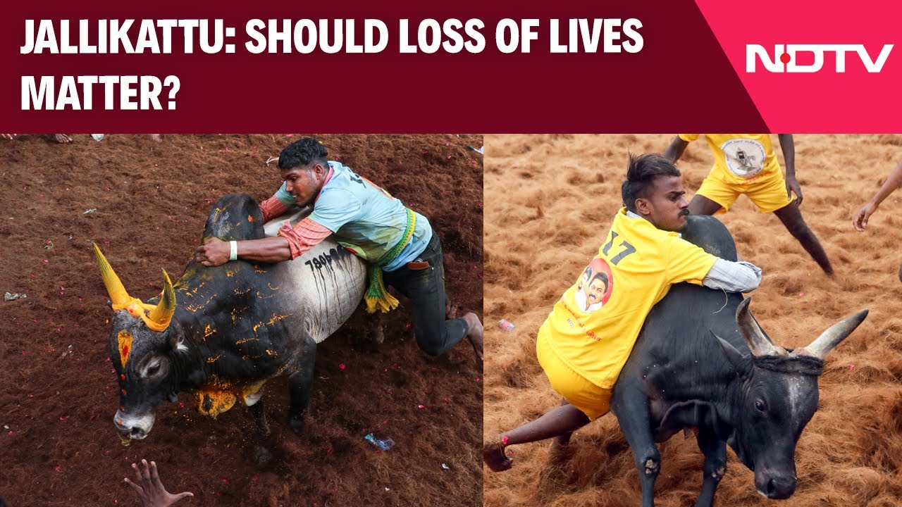 Video : Jallikattu - Should Loss Of Lives Matter?