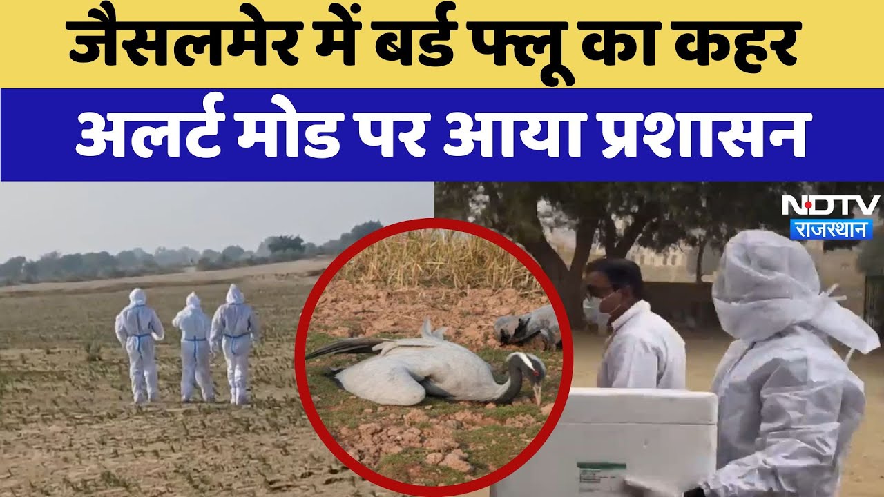 Bird flu Jaisalmer: जैसलमेर में बर्ड फ्लू का कहर, Alert Mode पर आया प्रशासन | Latest News