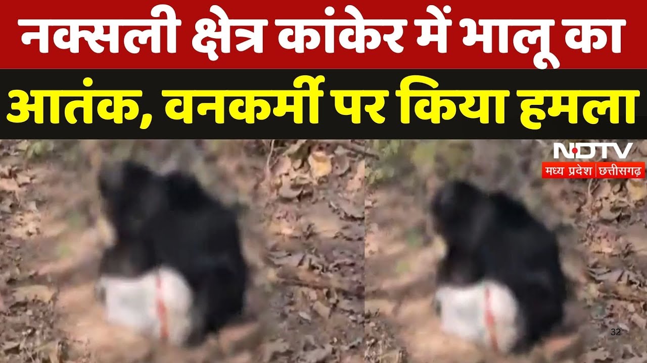Bears Attack in Kanker: कांकेर में भालू का आतंक, वनकर्मी पर किया हमला | Viral Video | Chhattisgarh