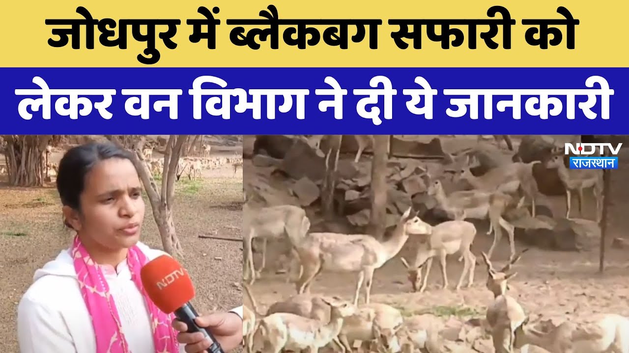 Jodhpu में Blackbuck Safari को लेकर Forest Department ने दी ये जानकारी