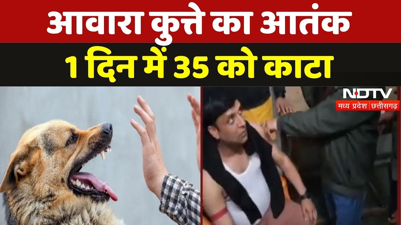 Stray Dogs Terror in Chhatarpur: आवारा कुत्ते से फैली दहशत, 1 दिन में 35 को काटा | Viral News | MP