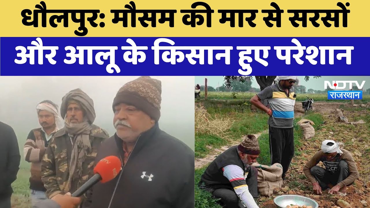 मौसम की मार से सरसों और आलू के किसान हुए परेशान, फसलों में लग रहे है रोग