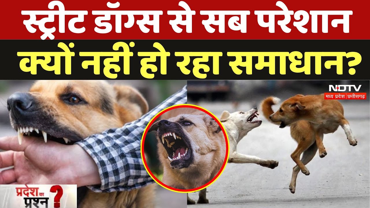 MP में आवारा कुत्तों से फैली दहशत, समस्या का क्या है समाधान?
