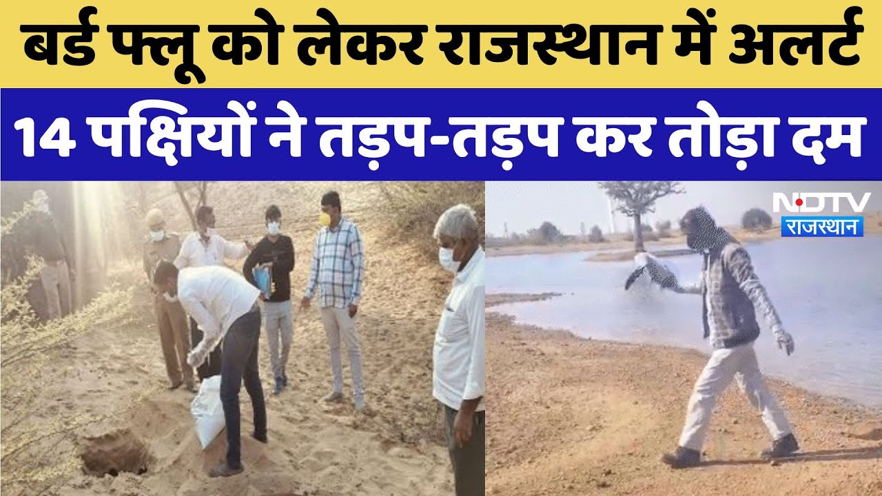 Bird flu Jaisalmer: Bird flu को लेकर Rajasthan में अलर्ट 14 पक्षियों ने तड़प-तड़प कर तोड़ा दम