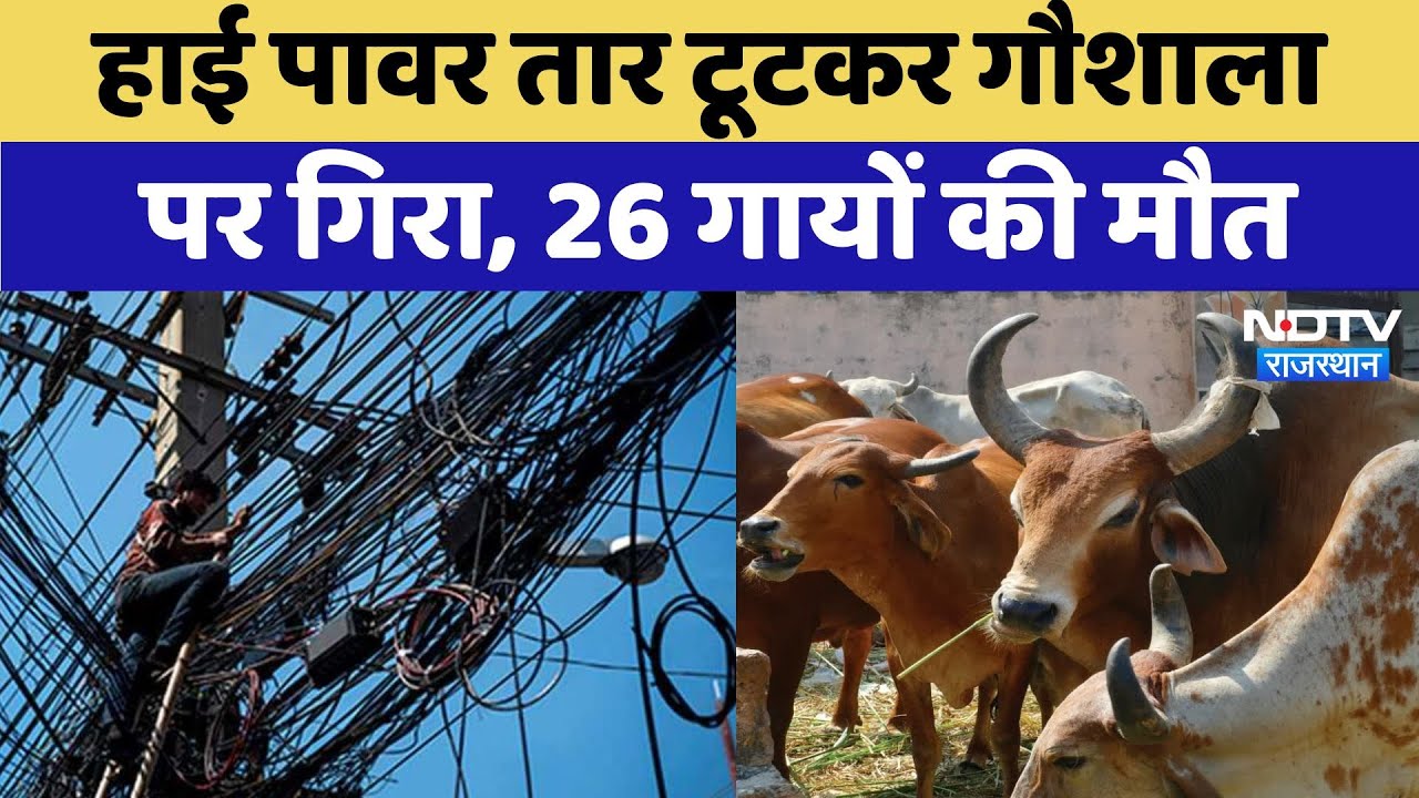 Didwana में High Power Wire टूटकर Cowshed पर गिरा, 26 गायों की मौत