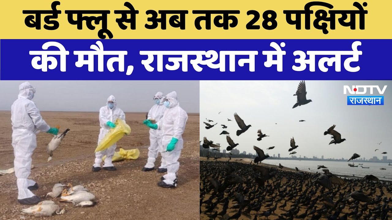 Bird flu को लेकर Rajasthan में अलर्ट, 28 पक्षियों ने तड़प-तड़प कर तोड़ा दम