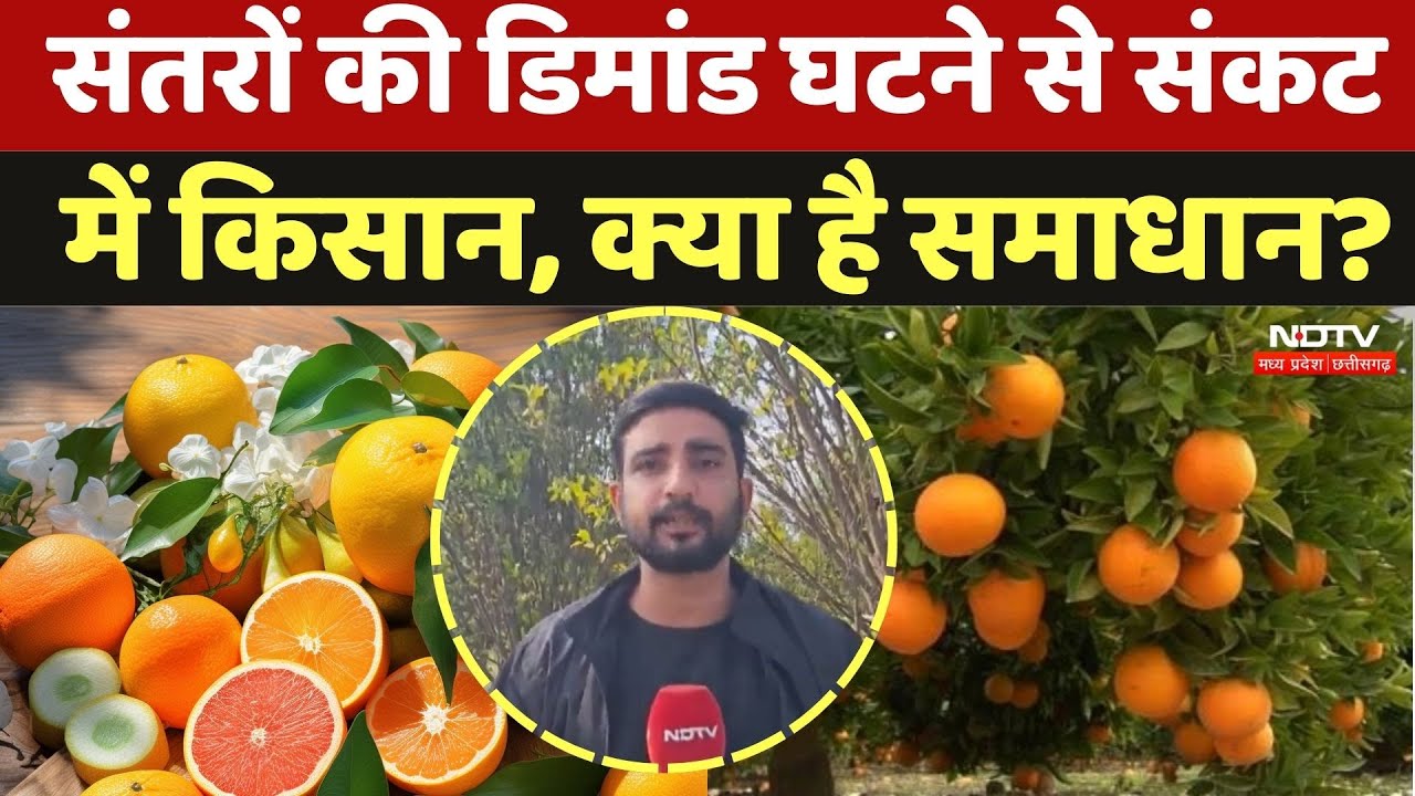 Chhindwara Orange Farmers: संतरों की डिमांड घटने से संकट में किसान, क्या है समाधान? | MP News